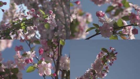 逆光下绚丽的西府海棠花3高清在线视频素材下载