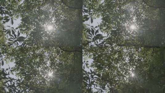 树荫下的阳光斑驳光影高清在线视频素材下载