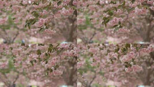 春天樱花园里樱花盛开的自然风景慢镜高清在线视频素材下载