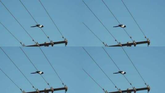 电线杆上的小鸟飞走高清在线视频素材下载