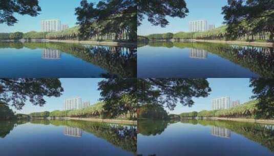 广州流花湖公园棕榈树林与湖景自然风光高清在线视频素材下载