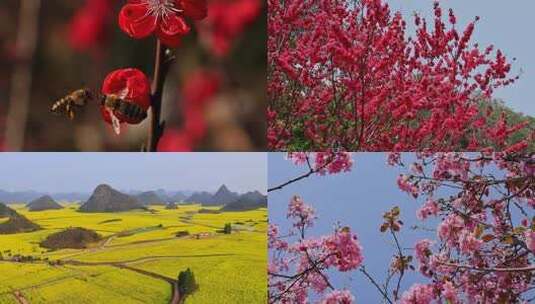 春暖花开唯美花朵花海春游赏花高清在线视频素材下载