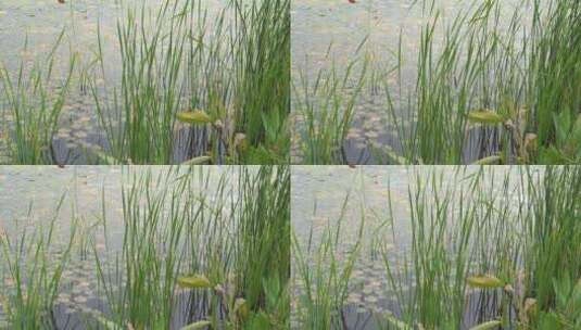 湖边水草风吹芦苇大河江河江边湖泊湖畔岸边高清在线视频素材下载