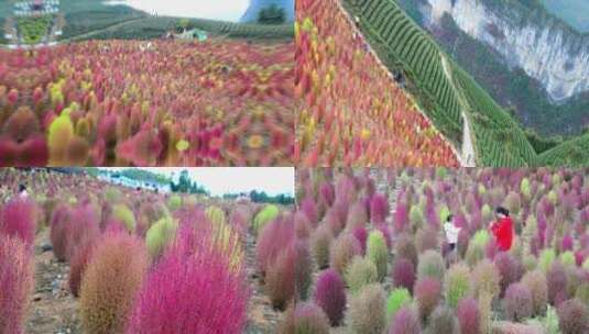 浪漫的乡村振兴植物植被地肤草4K实拍高清在线视频素材下载