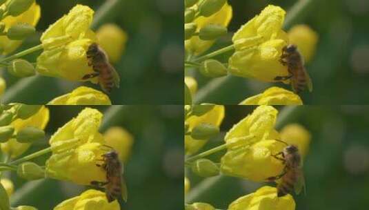 特写慢镜头春天早晨油菜花上的蜜蜂高清在线视频素材下载