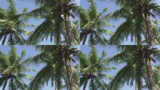 阳光椰子树椰林高清在线视频素材下载