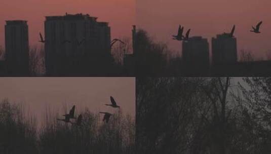 落日余晖中多只大雁飞行慢镜头高清在线视频素材下载