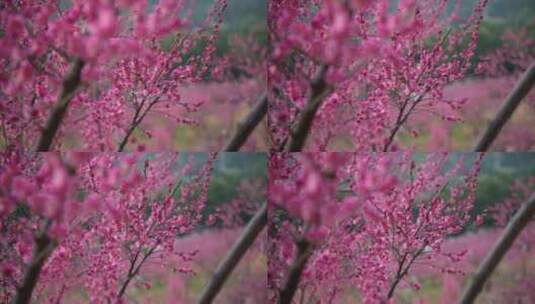8K重庆梅园春季梅花实拍高清在线视频素材下载