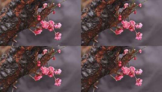 实拍视频雨中的红梅高清在线视频素材下载