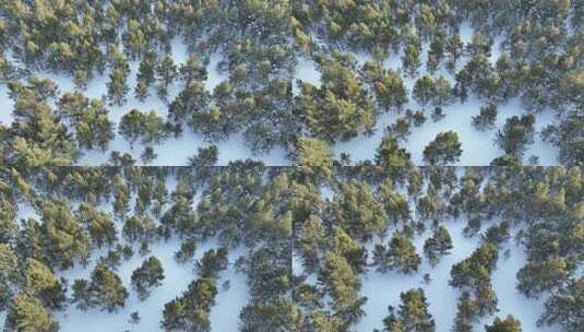鸟瞰呼伦贝尔雪原沙地樟子松松林高清在线视频素材下载