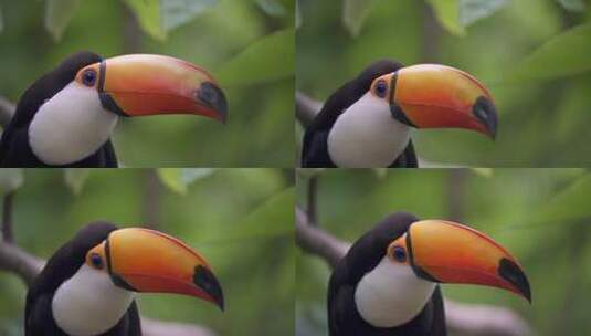 观鸟野生动物特写镜头一个巨大而令人印象深刻的巨嘴鸟，巨大的橙色喙和黑色高清在线视频素材下载