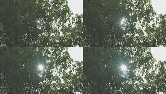 阳光透过树叶星芒高清在线视频素材下载