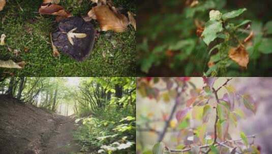 森林阳光植物蜘蛛网植被苔藓高清在线视频素材下载