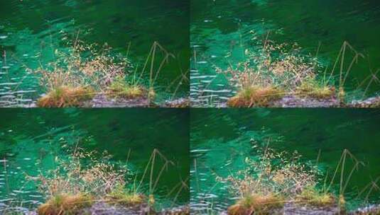 湖边的草和湖水高清在线视频素材下载