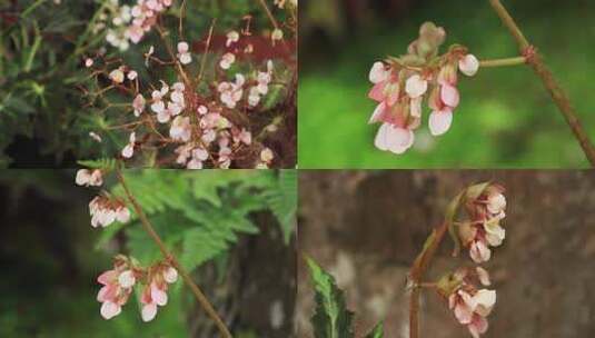 粉红色白芷叶秋海棠花小粉花高清在线视频素材下载