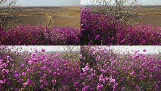 野山达子香高清在线视频素材下载