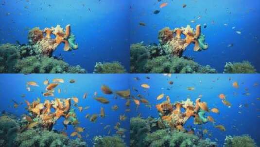 珊瑚礁旁游动的小鱼高清在线视频素材下载