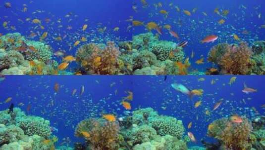 水下海珊瑚礁高清在线视频素材下载