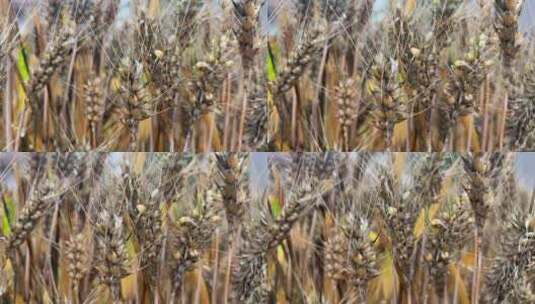 发芽的小麦麦穗高清在线视频素材下载