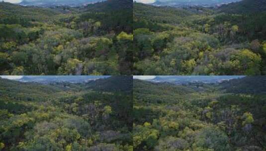 用无人机拍摄的法国阿尔卑斯山含羞草森林高清在线视频素材下载