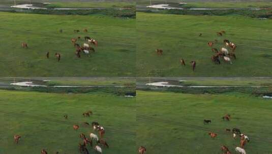 湿地河畔马群高清在线视频素材下载