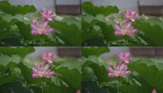 济南大明湖夏季荷花盛开慢镜头变焦拍摄高清在线视频素材下载