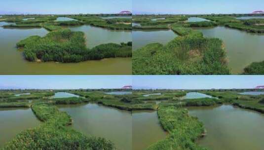 湿地湖泊生态环境芦苇荡高清在线视频素材下载