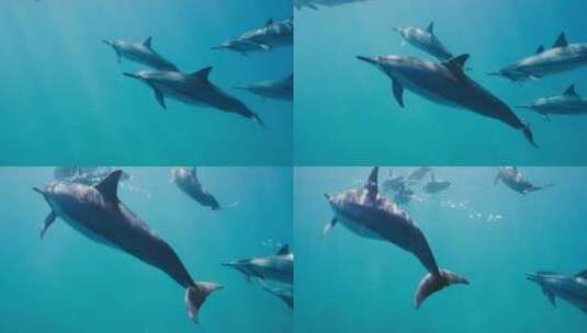 一群海豚在水下自由游泳特写高清在线视频素材下载
