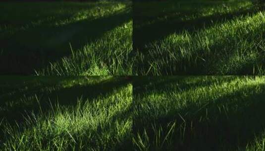 阳光自然意境草地素材高清在线视频素材下载