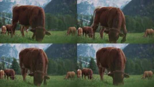 牧场的小牛正在吃草高清在线视频素材下载