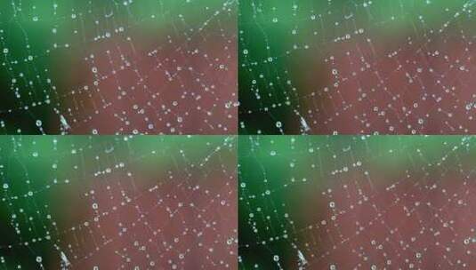 雨后蜘蛛网上的水珠高清在线视频素材下载