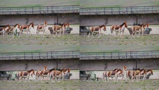 青海可可西里藏野驴长焦实拍视频高清在线视频素材下载