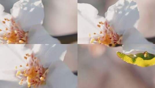 树枝上的樱花高清在线视频素材下载