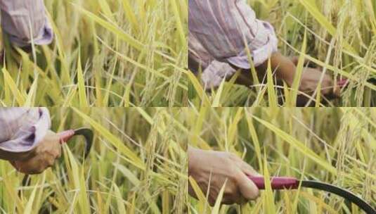 水稻丰收稻田收割大米稻谷高清在线视频素材下载