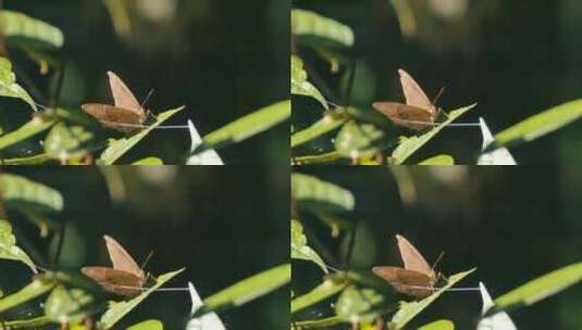 叶子上的蝴蝶高清在线视频素材下载
