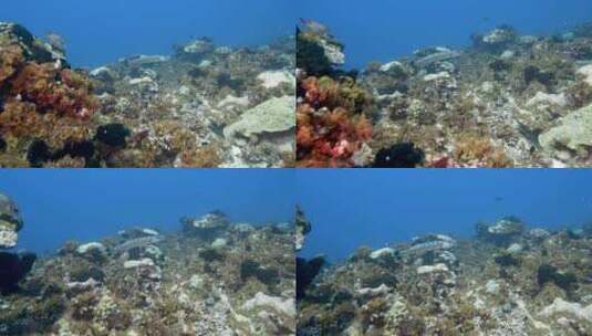相机接近热带珊瑚清澈水中清洁站正在清洁的梭鱼高清在线视频素材下载