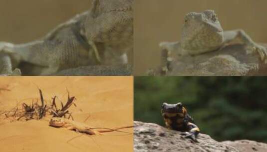 [合集]蜥蜴沙漠草原特写镜头高清在线视频素材下载