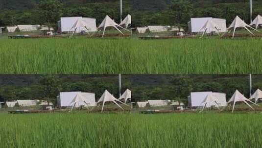 户外一片绿色的稻田高清在线视频素材下载