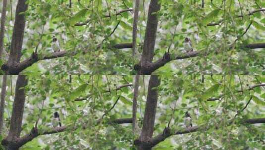 【正版素材】自然深圳生态黑领椋鸟高清在线视频素材下载