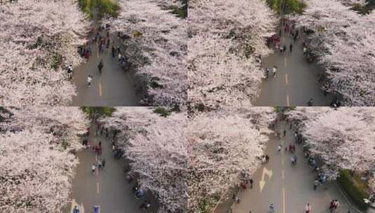 航拍春天武汉大学樱花大道上欣赏樱花的游客高清在线视频素材下载