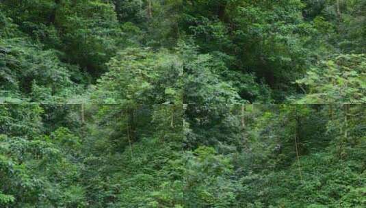 云南风光普洱茶山原始森林高清在线视频素材下载