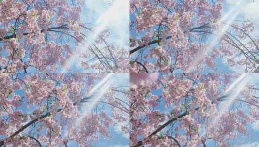 春天阳光下的樱花花朵花瓣高清在线视频素材下载