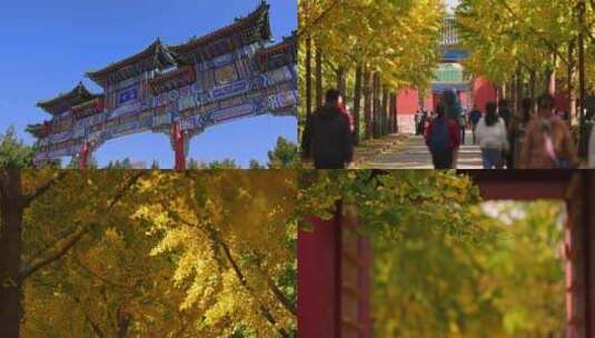 秋天北京 地坛公园美景高清在线视频素材下载