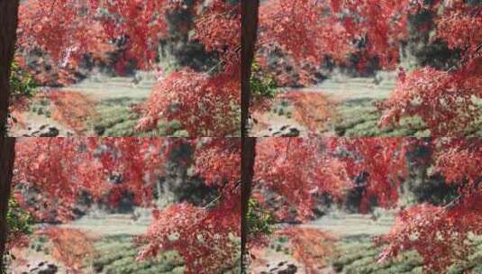 秋天唯美茶园红叶红枫逆光光影高清在线视频素材下载
