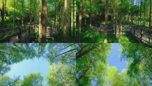 森林木栈道公园树林落羽杉合集高清在线视频素材下载