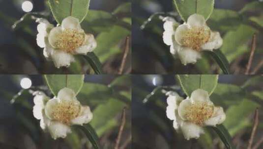古树茶花，雨中古茶树花慢镜头高清在线视频素材下载