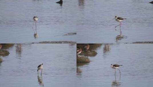 黑翅长脚鹬在深圳湾公园滩涂觅食高清在线视频素材下载