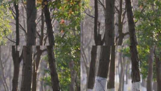 江南冬季阳光 林过冬刷石灰养护树干高清在线视频素材下载