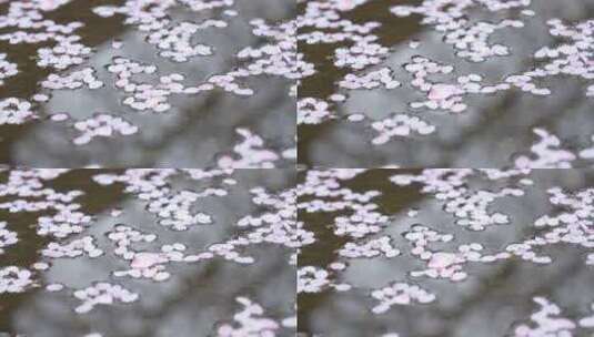 樱花盛开的季节水中樱花流淌横屏素材高清在线视频素材下载