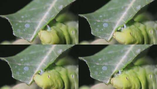 绿色的虫子吃叶子高清在线视频素材下载